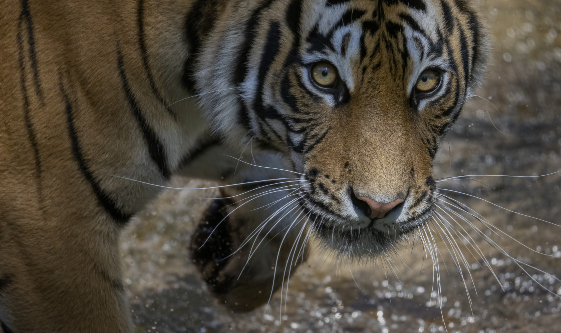 "Sumatran Tiger" stock image