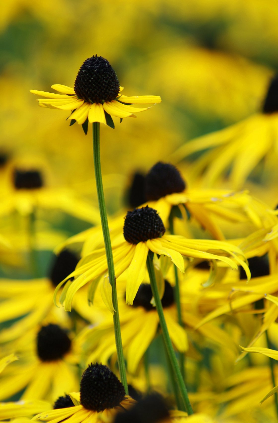 Purchase Digital Downloads And A Range Of Printed Products Of Igor Sainchuk S Image Echinacea