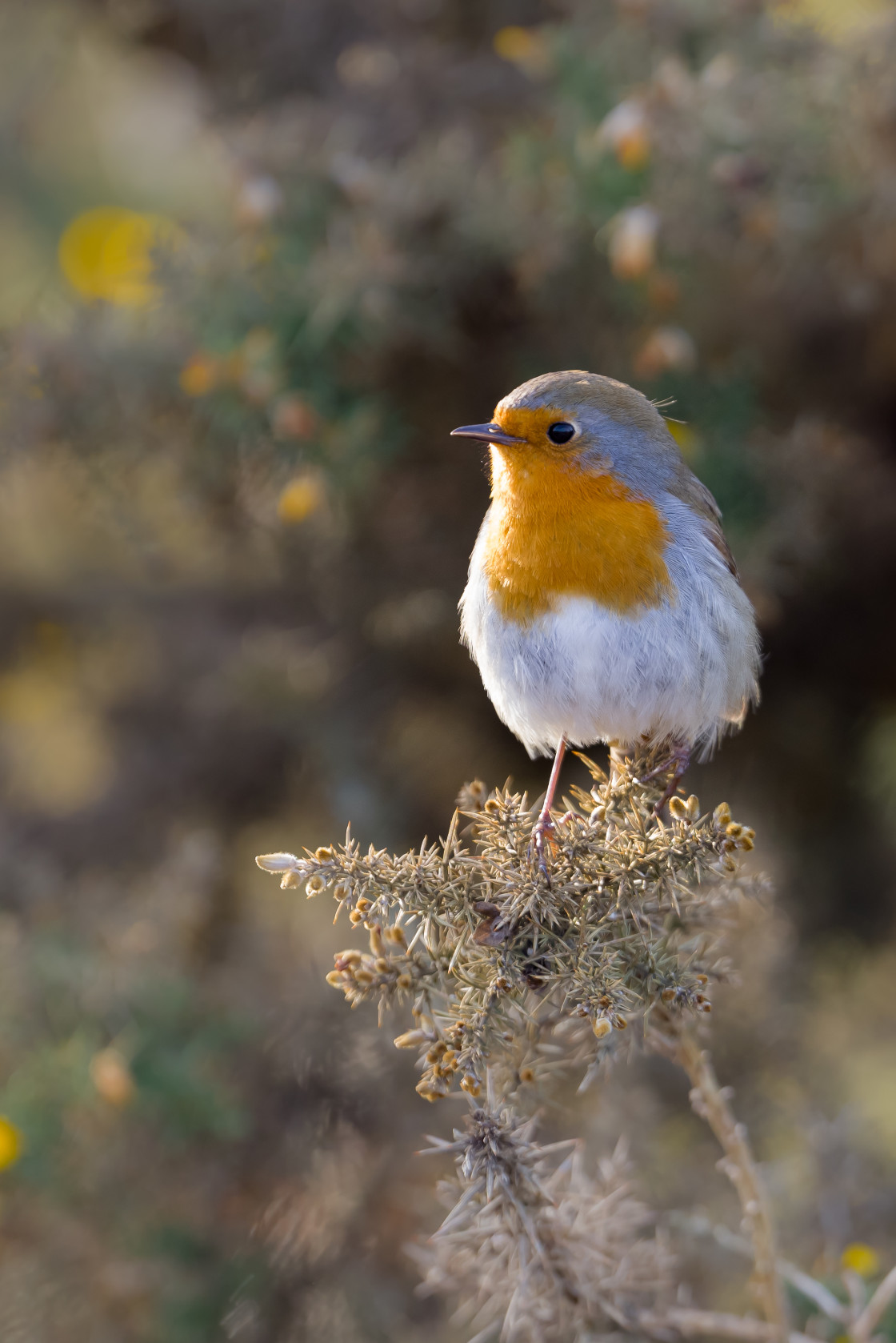 "European Robin" stock image