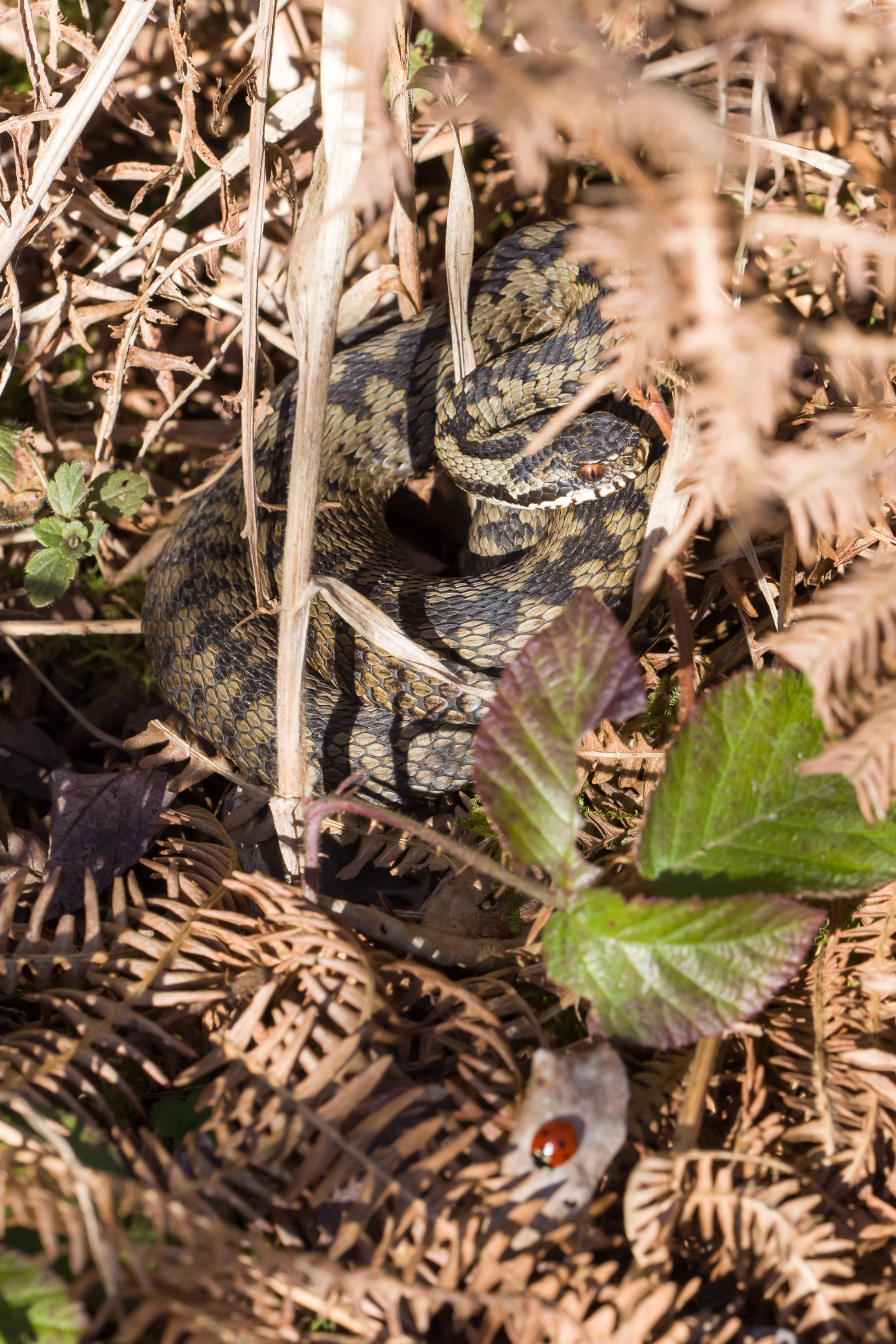 "Adder" stock image