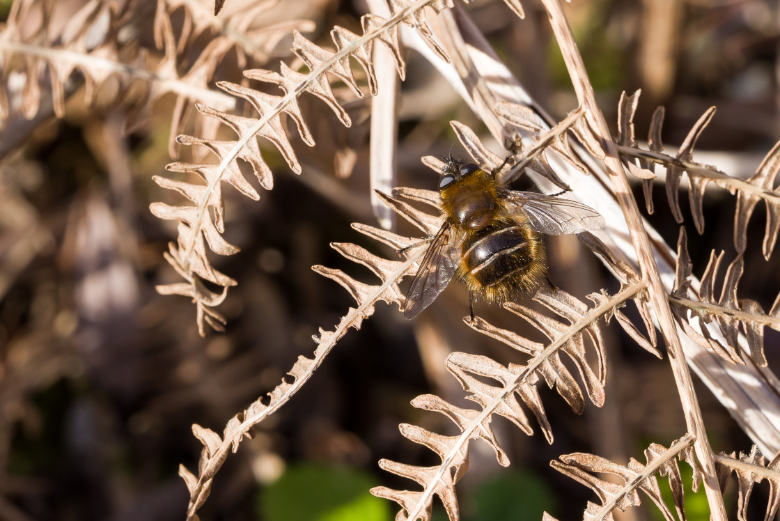 "Large Tachinid Fly Tachina ursina" stock image