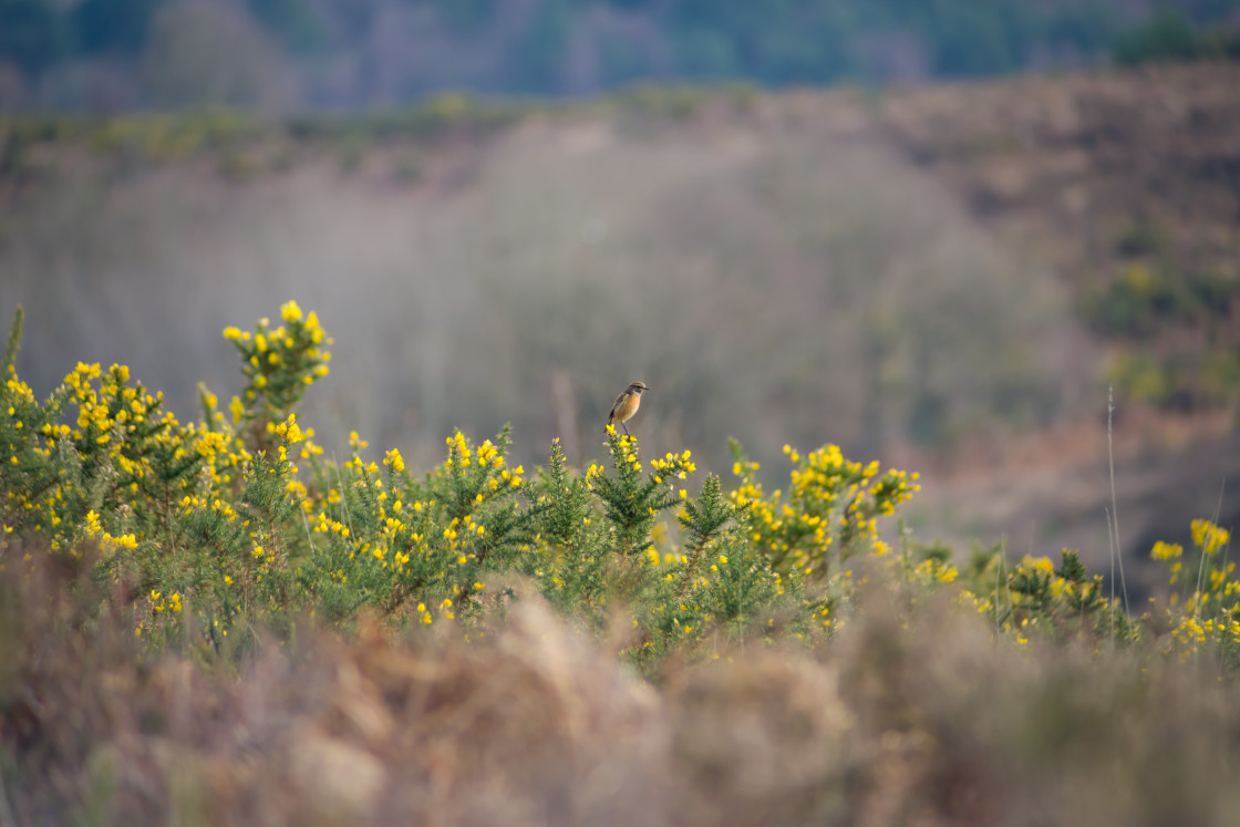 "Stonechat in Heathland Landscape" stock image