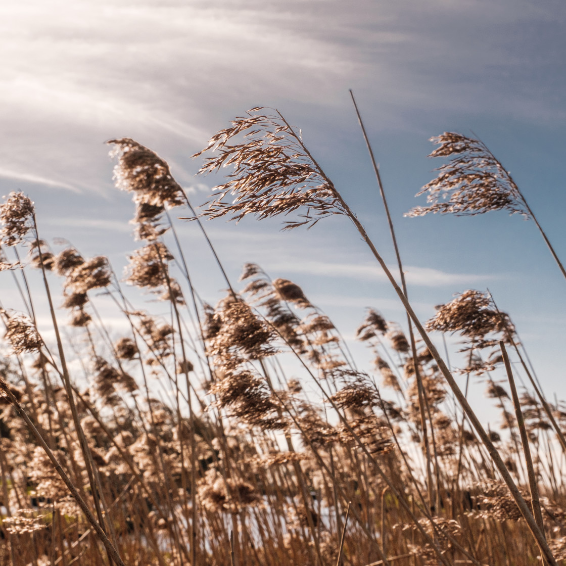 "Het Groene Hart" stock image