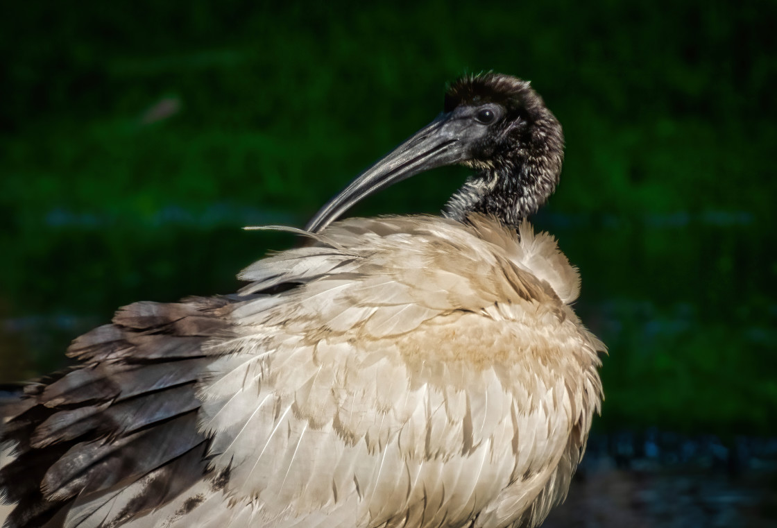 "Sacred Ibis preening" stock image