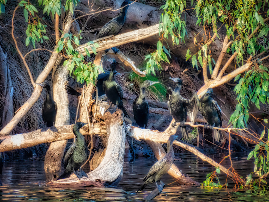 "Cormorants Roosting on the Swan" stock image