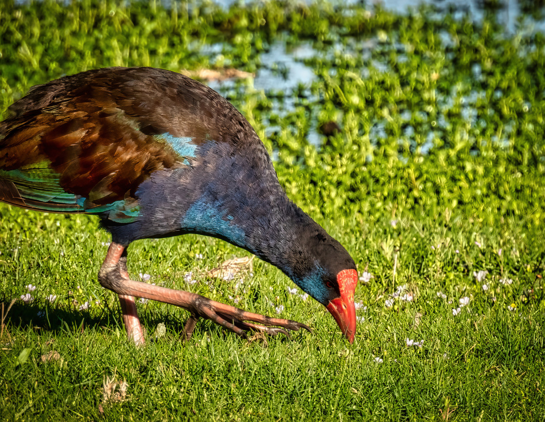 "Swamphen Feeding" stock image