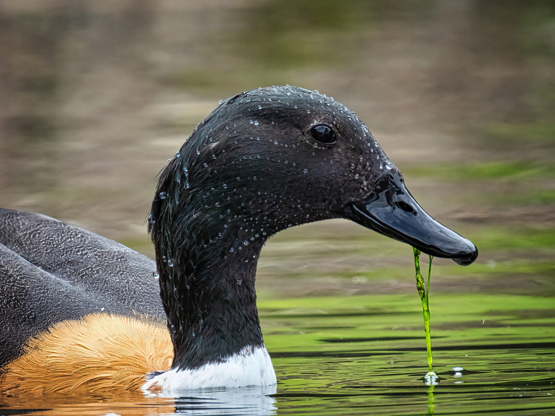 "Australian Shelduck Feeding" stock image