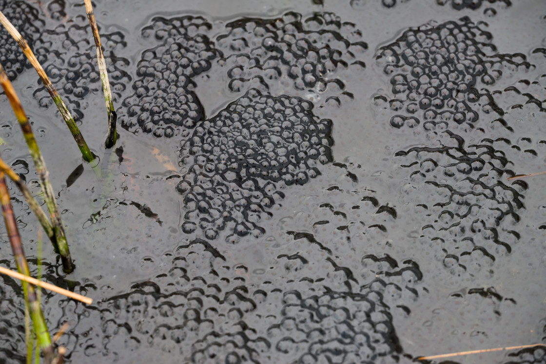 "Frogspawn" by Gordon England - $12.57 "Frogspawn" stock image