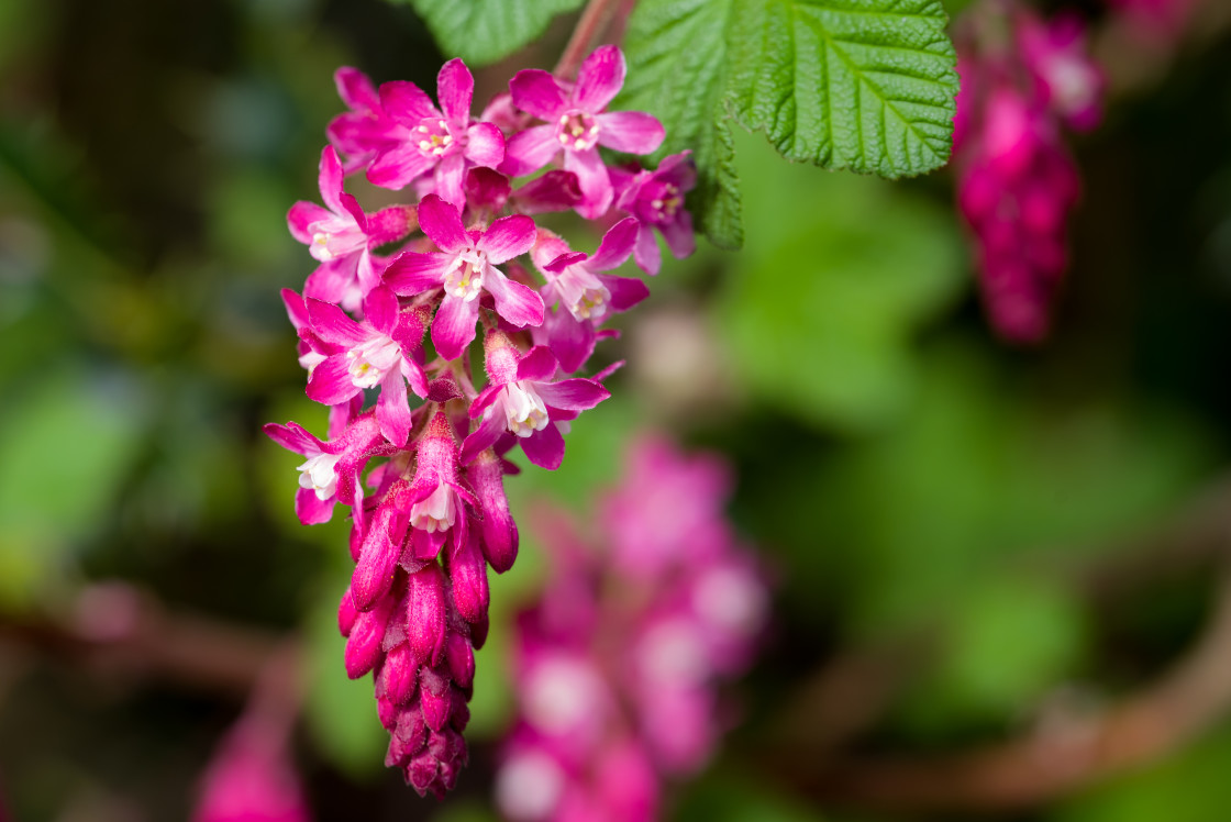 "Flowering Currant" stock image