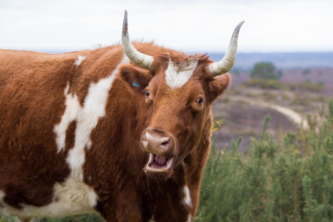 "Cow Mooing" stock image