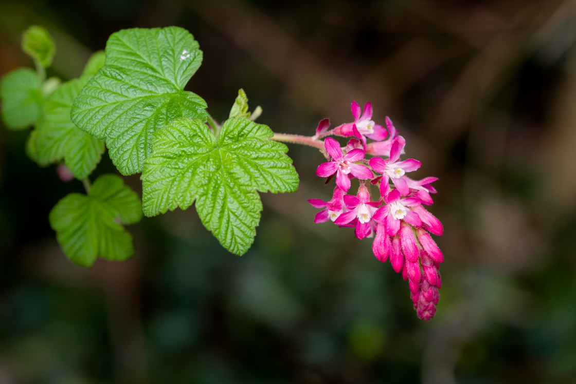 "Flowering Currant" stock image