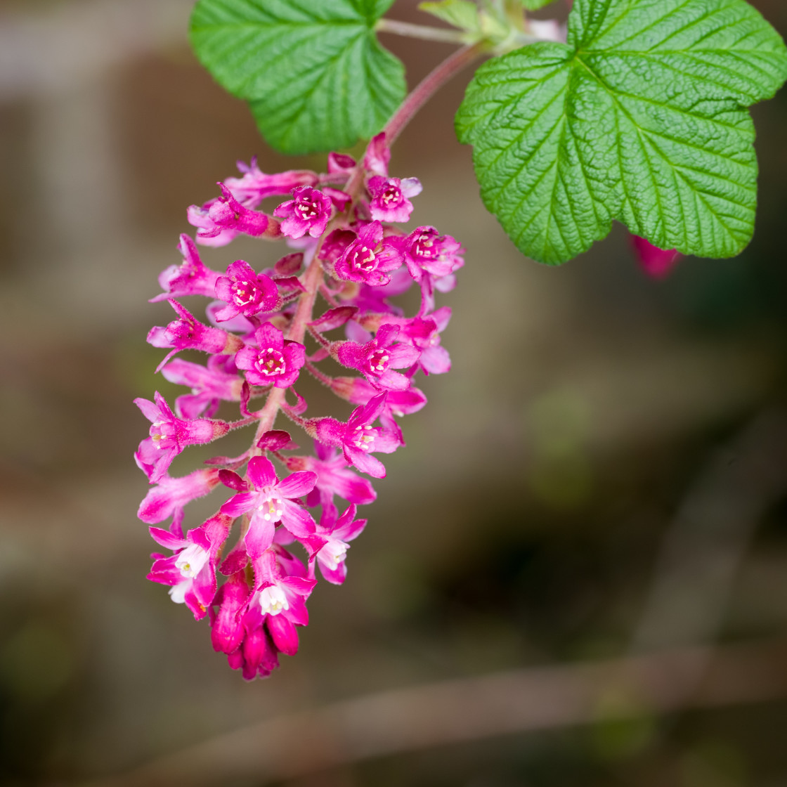 "Flowering Currant" stock image