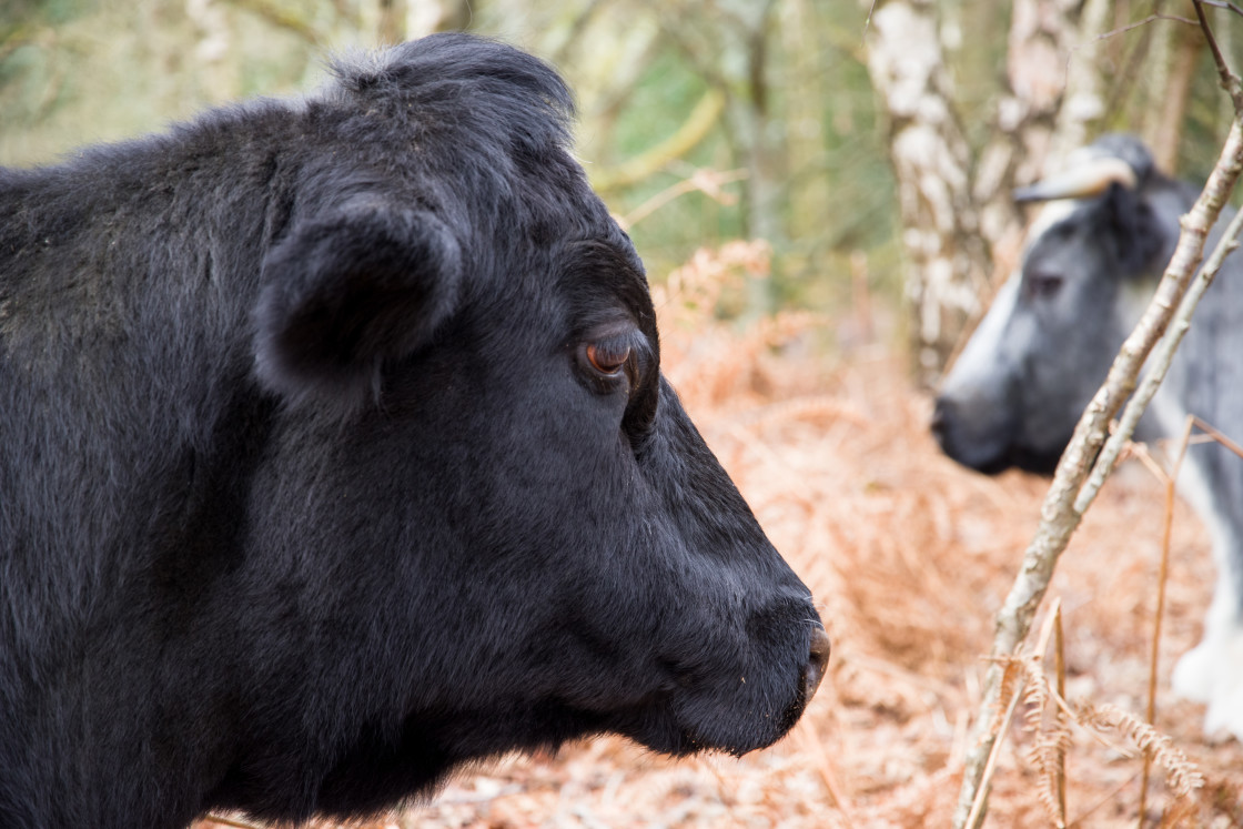 "Cows" stock image