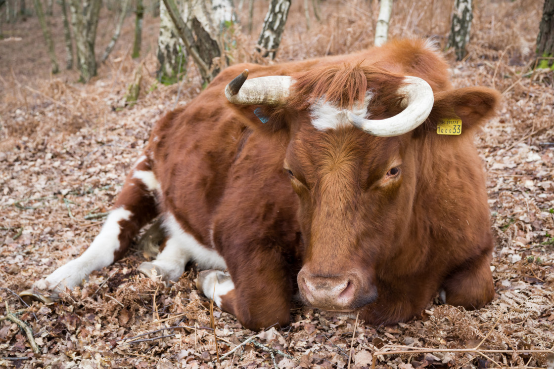 "Resting Cow" stock image