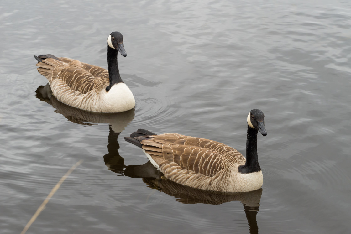"Canada Geese" by Gordon England - $12.57 "Canada Geese" stock image