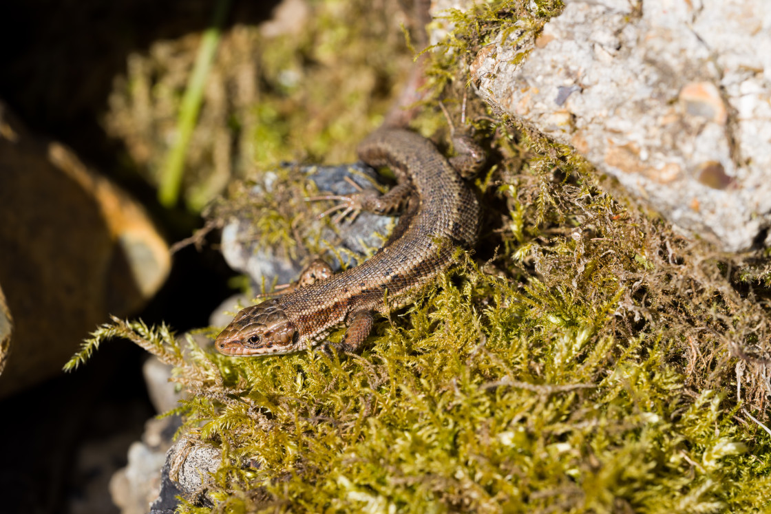 "Viviparous Lizard" stock image