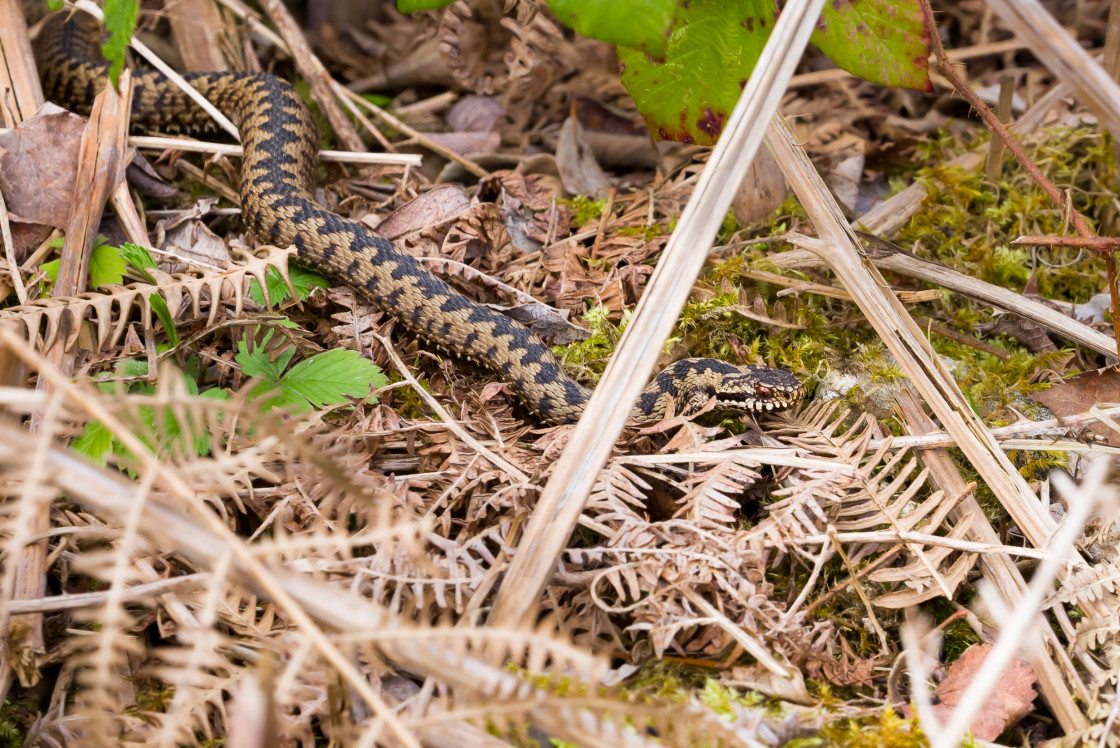 "Adder" stock image