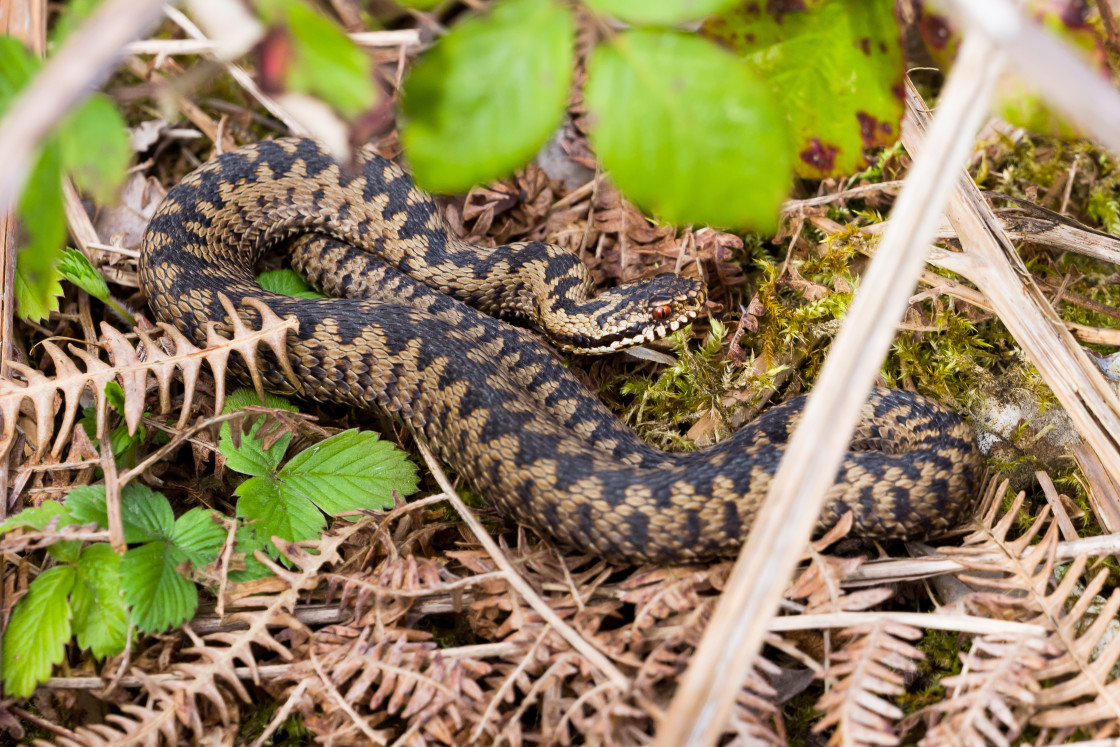 "Adder" stock image