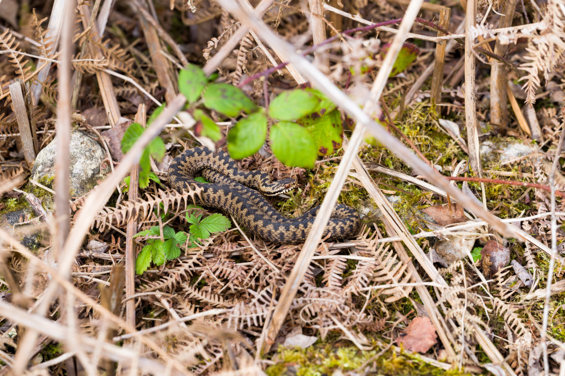 "Adder" stock image