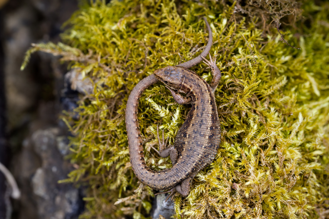 "Viviparous Lizard" stock image