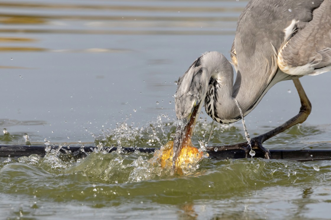 "A grey heron catching a goldfish.." stock image