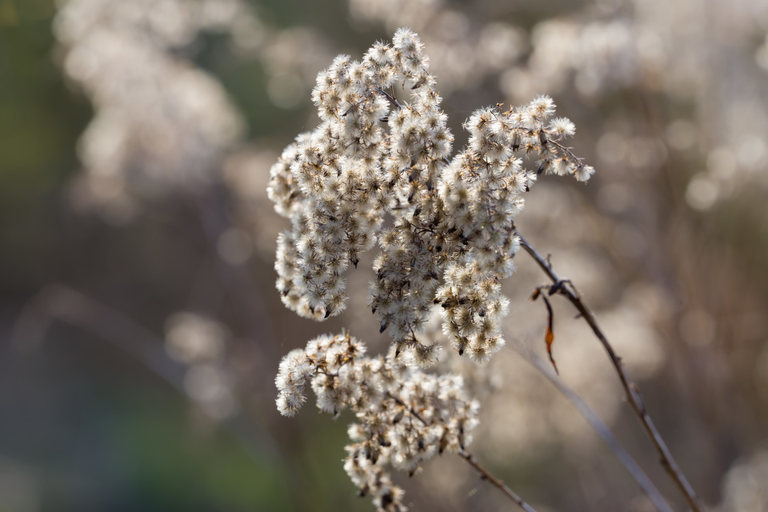 "Goldenrod" stock image