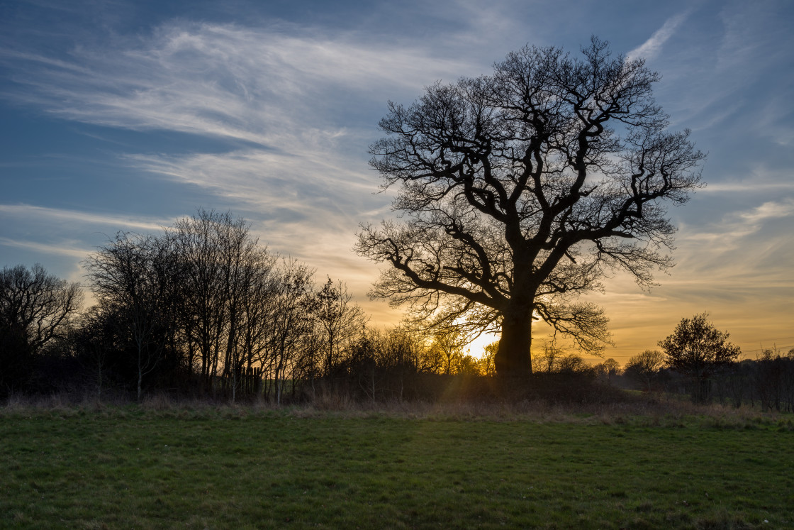 "Oak Tree Silhouette" by Gordon England - $12.63 "Oak Tree Silhouette" stock image