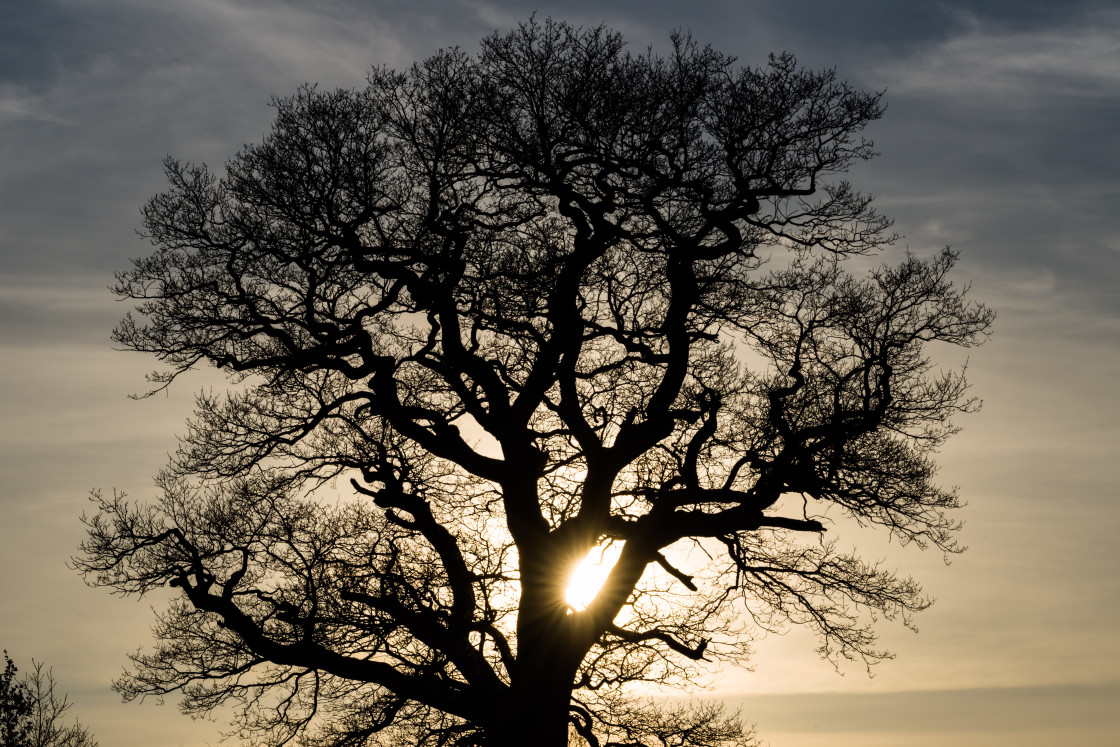 "Oak Silhouette" stock image