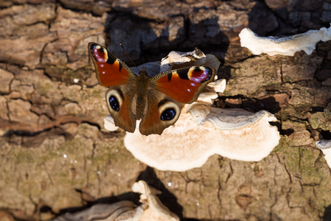 "Peacock Butterfly" stock image