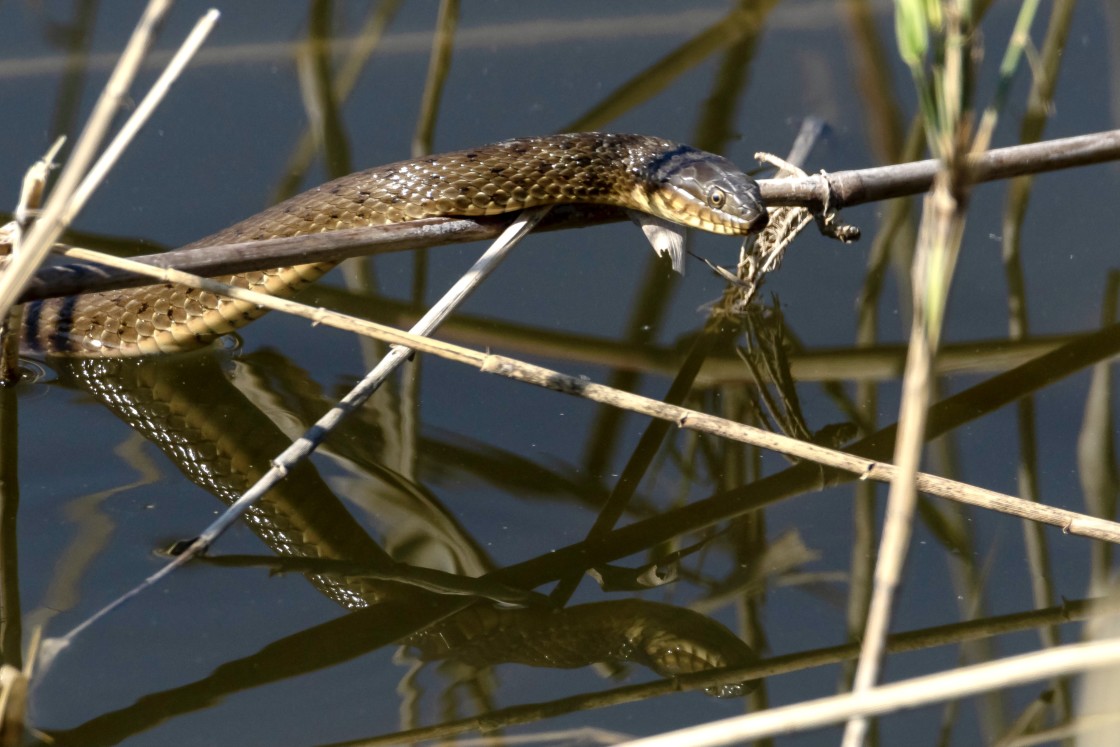 "A water snake.." stock image