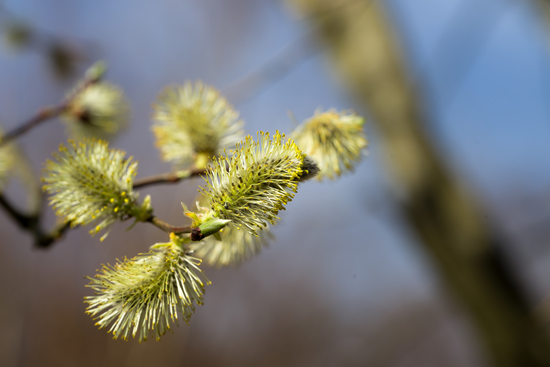 "Pussy Willow Catkins" stock image