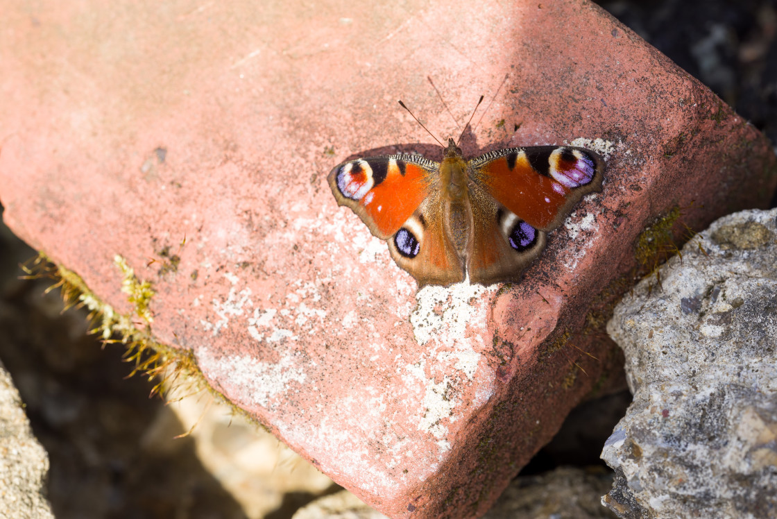 "Peacock Butterfly" stock image