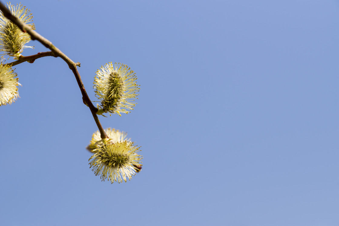 "Pussy Willow Catkins" stock image