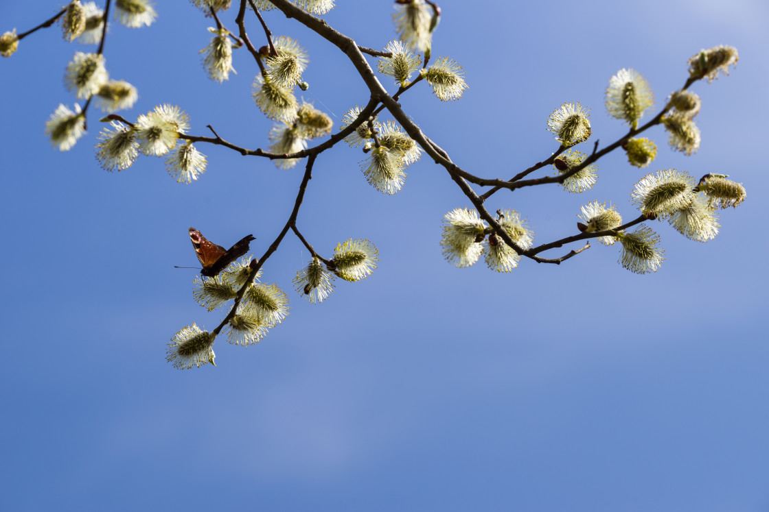 "Pussy Willow Catkins" stock image