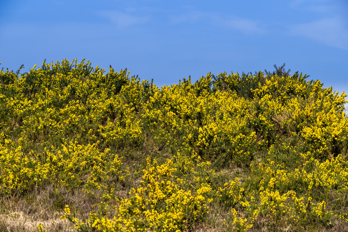 "Yellow Gorse Bloom" stock image