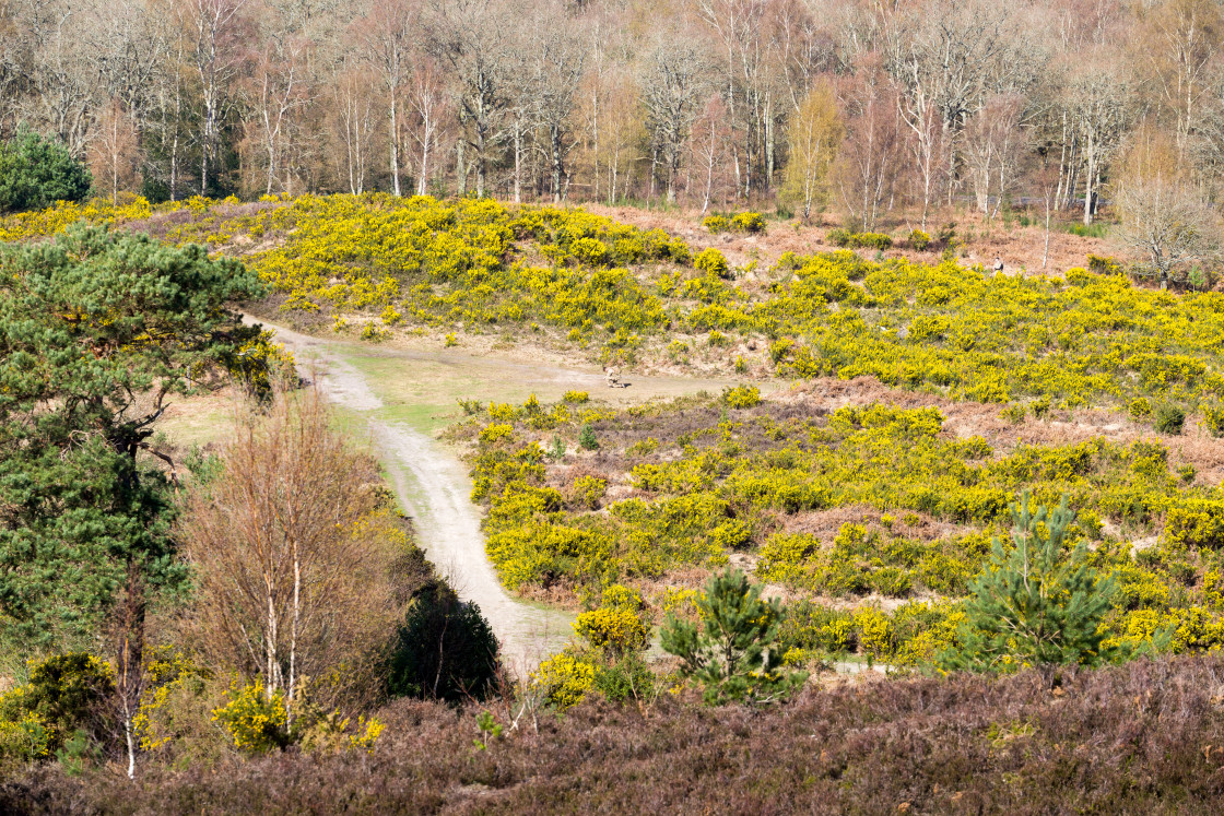 "Yellow Gorse Bloom Landscape" stock image