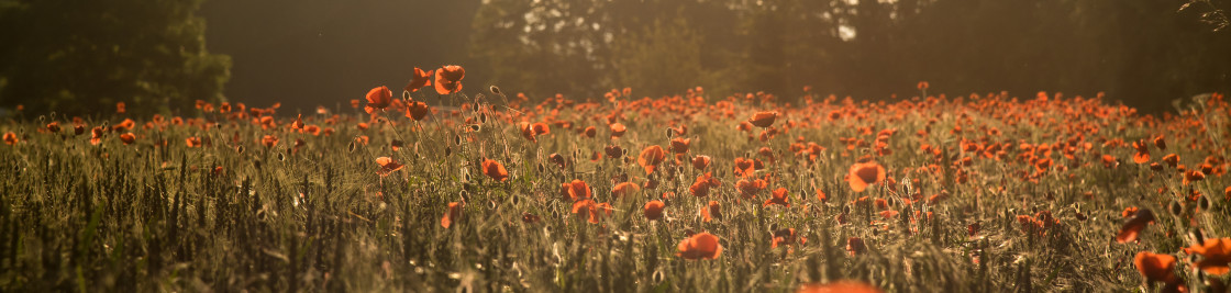 "East Yorkshire Poppy field" stock image