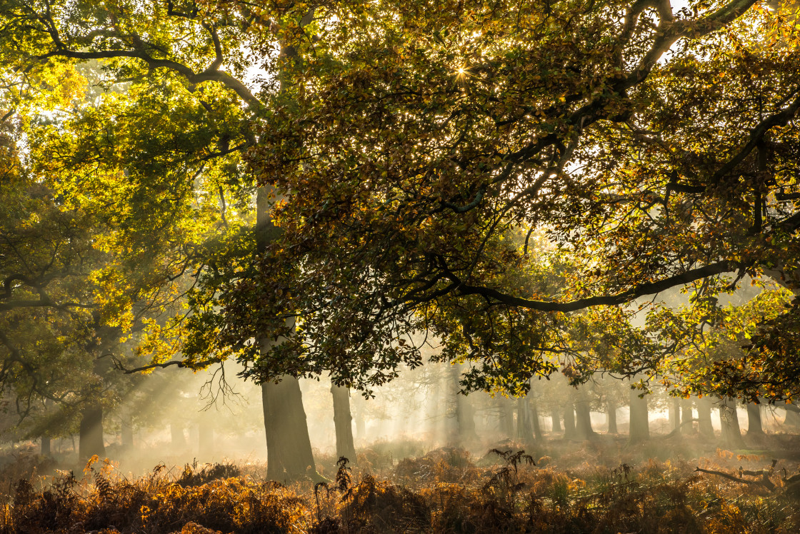 "Autumn colours, Dunham Massey" stock image