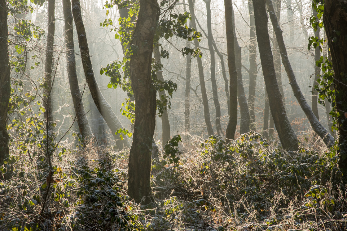 "Winter trees, Leigh" stock image