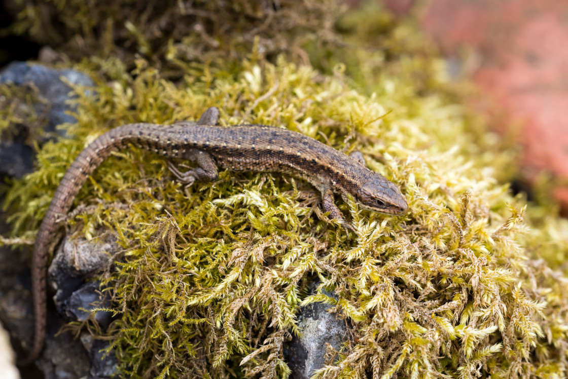 "Common Lizard" stock image