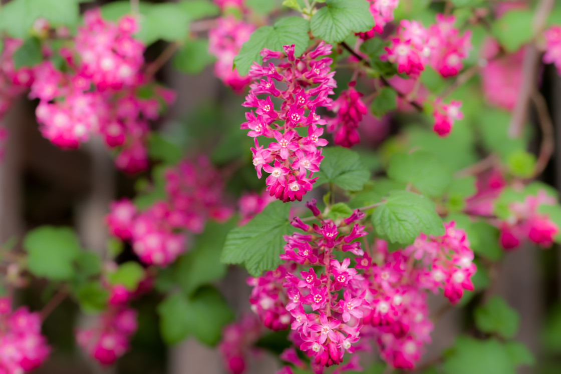 "Flowering Currant" stock image