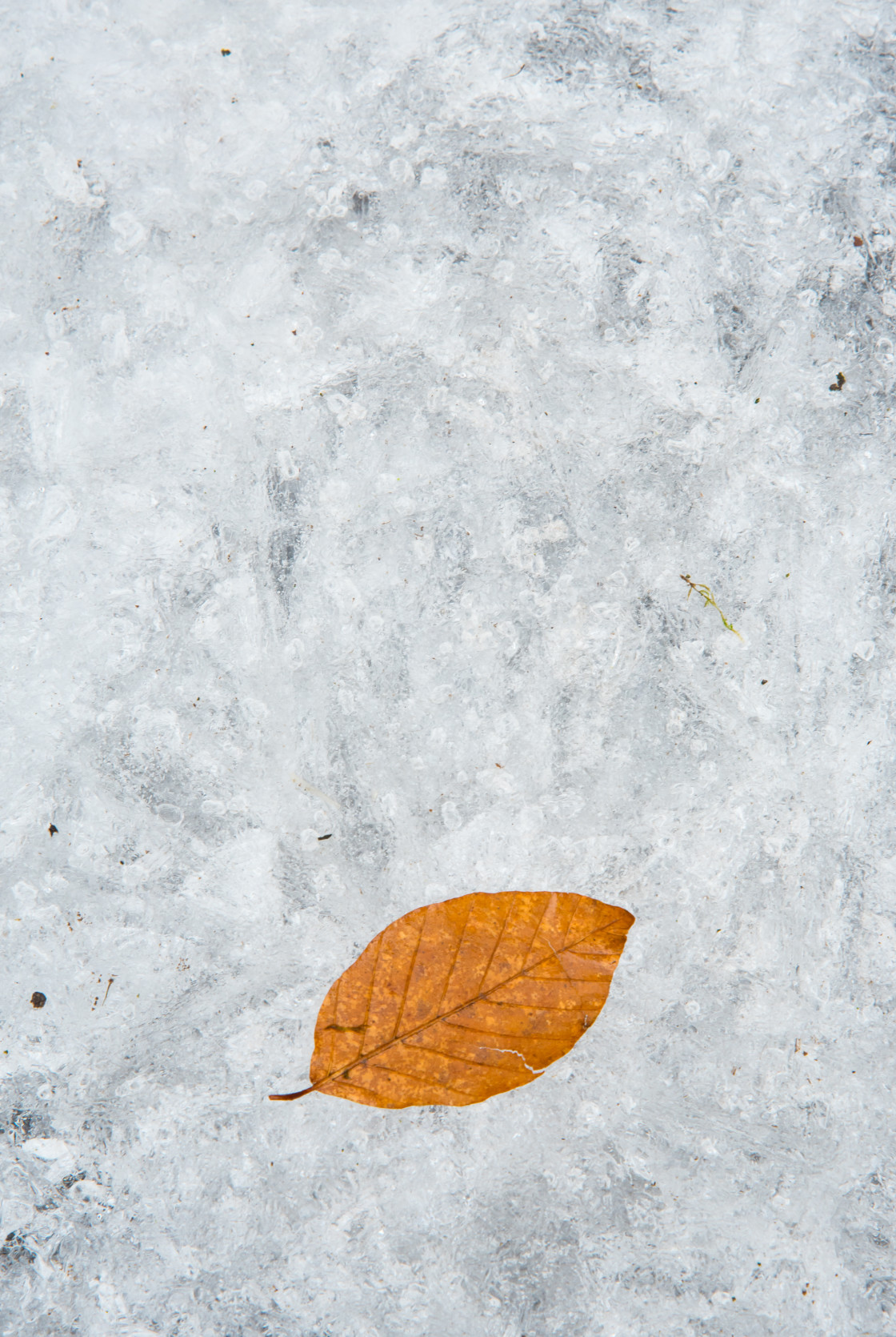 "Beech Leaf on Ice" stock image