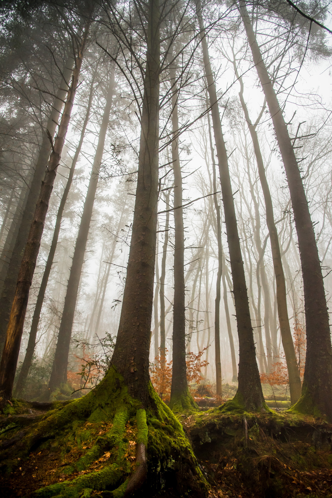 "Walker Fold Woods, Bolton" stock image