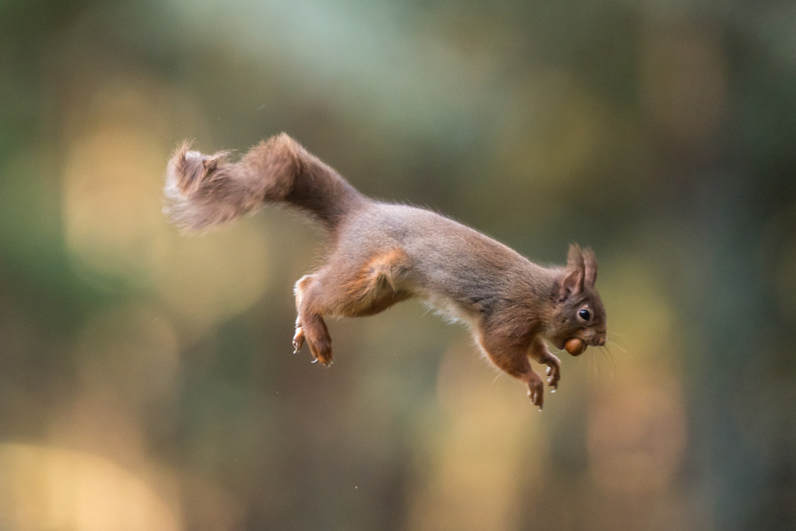 "Flying Red Squirrel" stock image