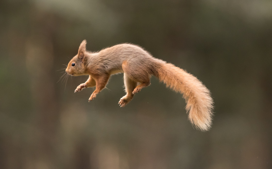 "Red Squirrel Acrobat" stock image