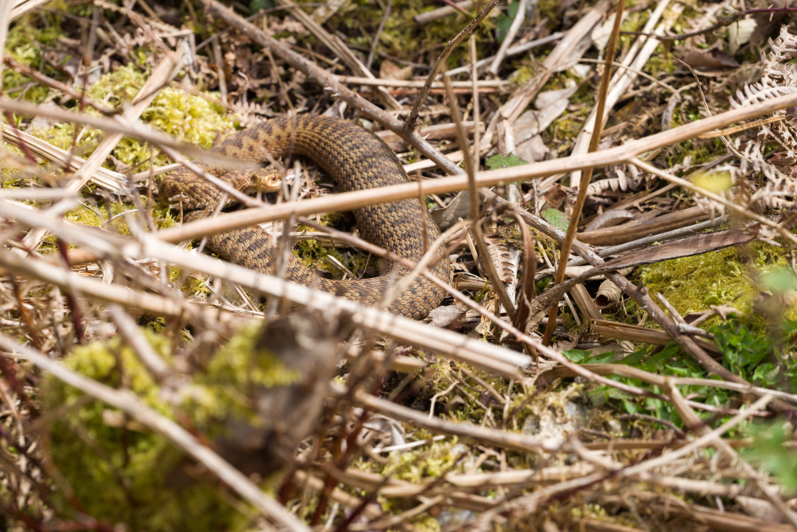 "Female Adder" stock image