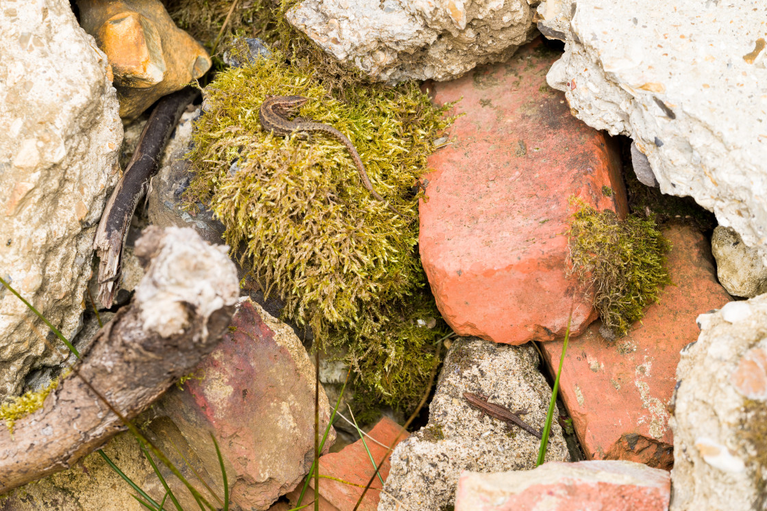 "Common Lizards" stock image