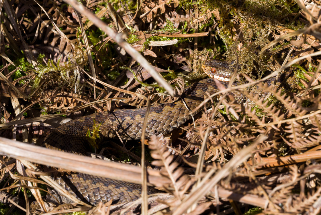 "Adder Snake" stock image