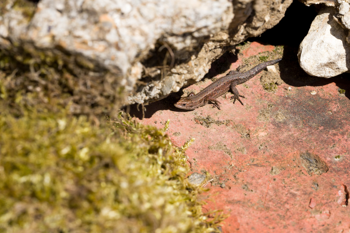 "Common Lizard" stock image