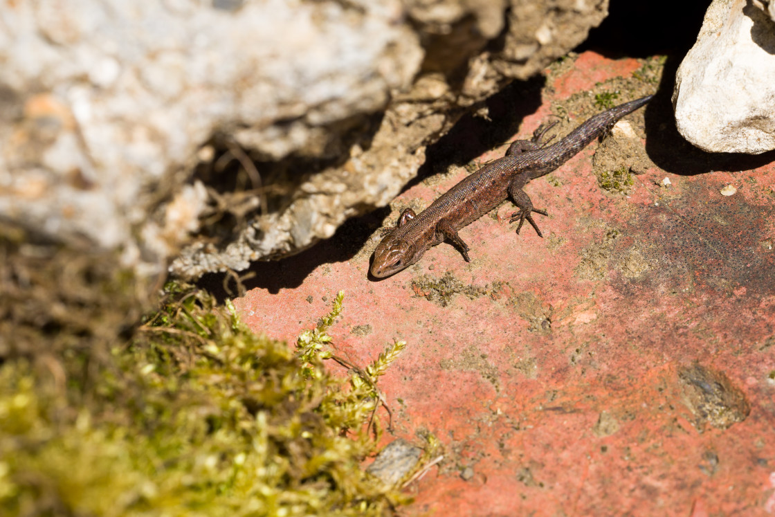 "Common Lizard" stock image